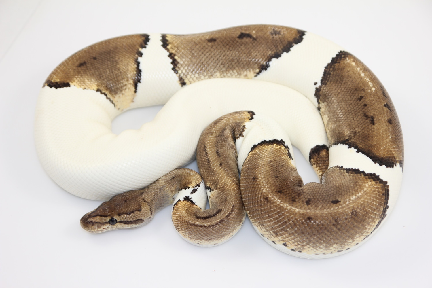 Pin Pied Ball Python by Vivid Pythons - MorphMarket