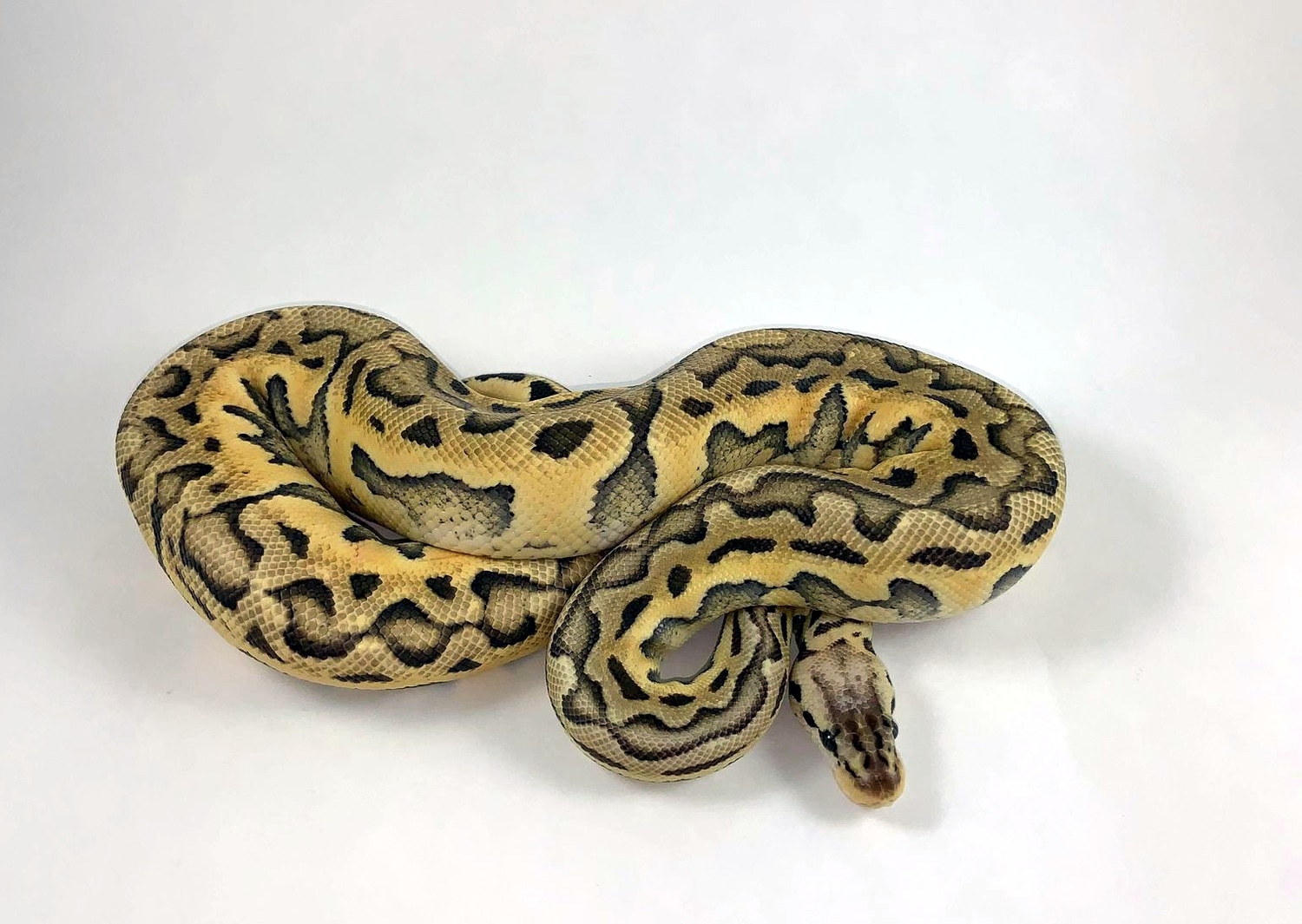 Super Pastel Puzzle Ball Python by Vivid Pythons - MorphMarket
