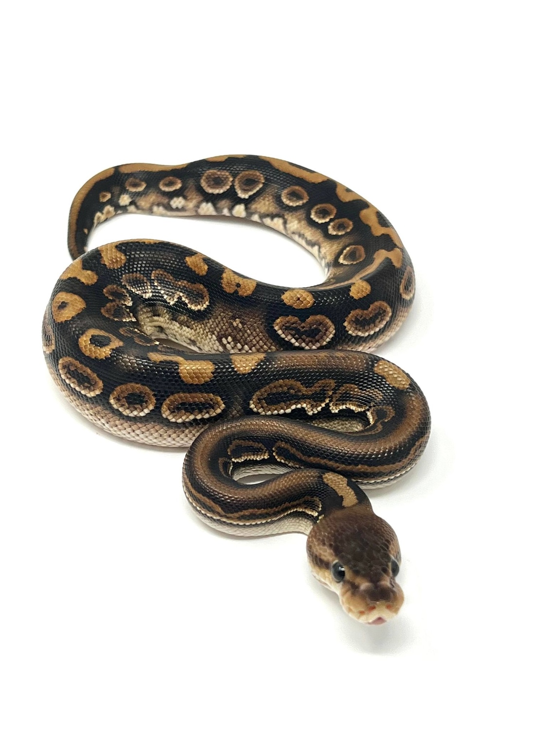 Stranger Black Pastel Puzzle Ball Python by Vivid Pythons - MorphMarket