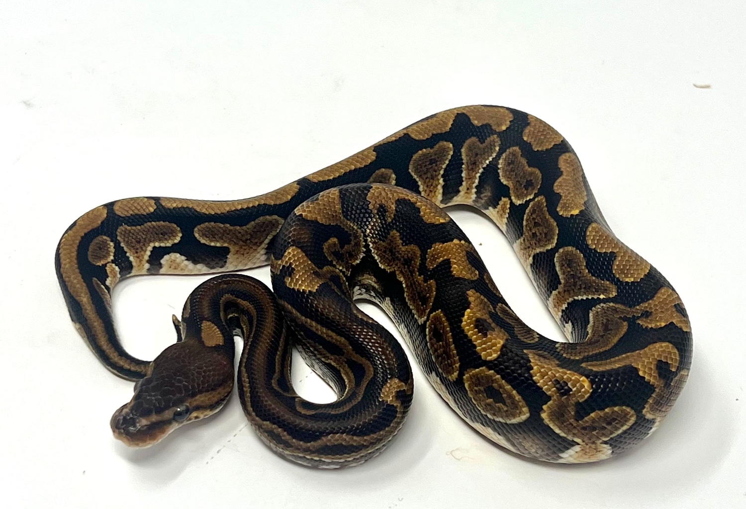 Black Pastel Puzzle Ball Python by Vivid Pythons - MorphMarket