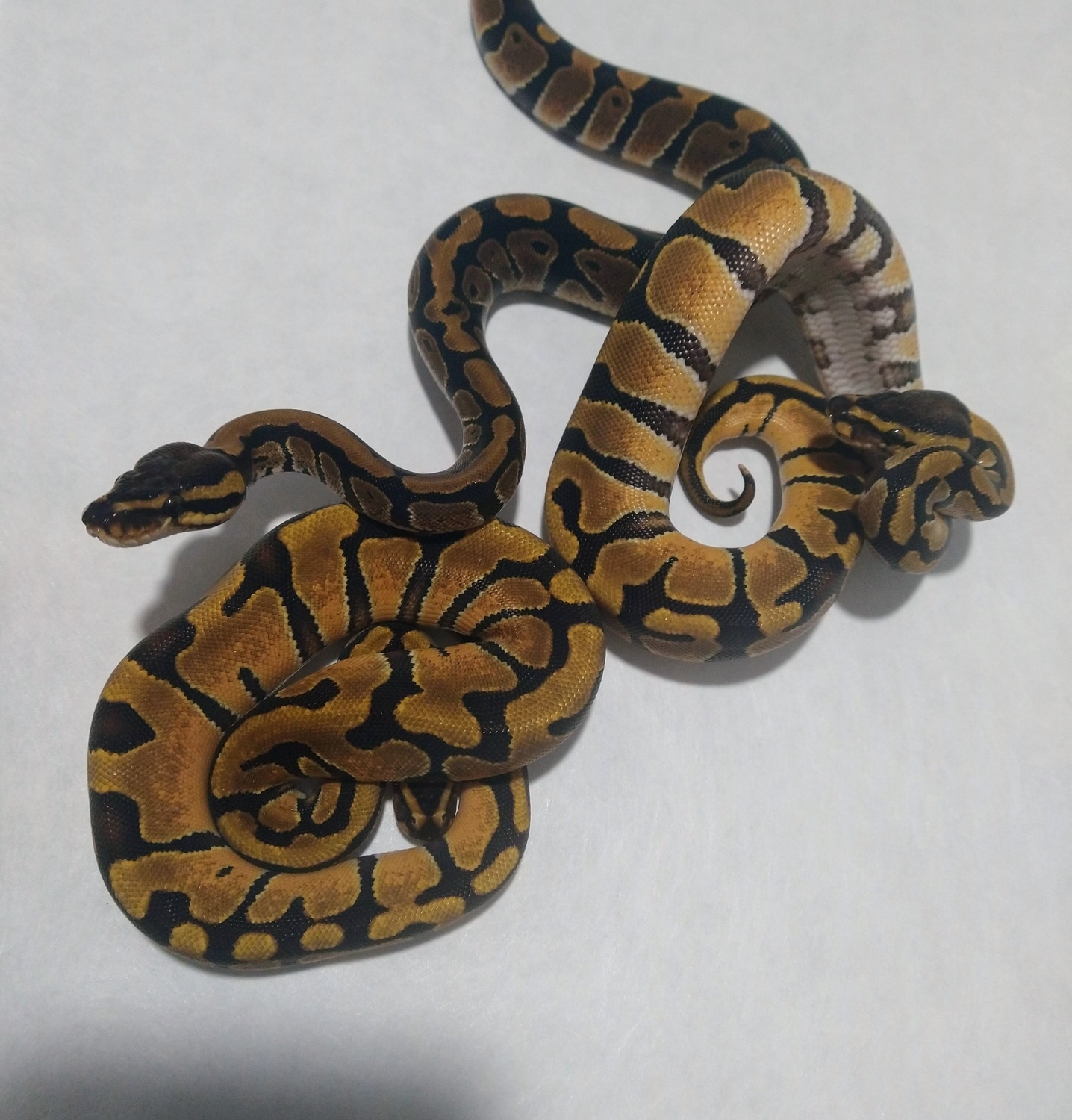 0.3 Trio Enchi Het Clowns Ball Python by VooDoo Pythons MorphMarket