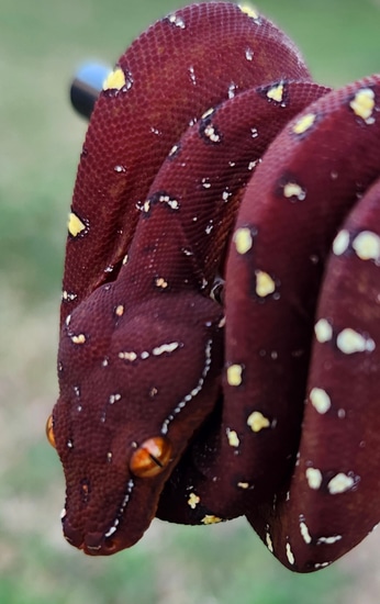 USCBB Designer/Outcross And Blueline Green Tree Python by VooDoo Pythons