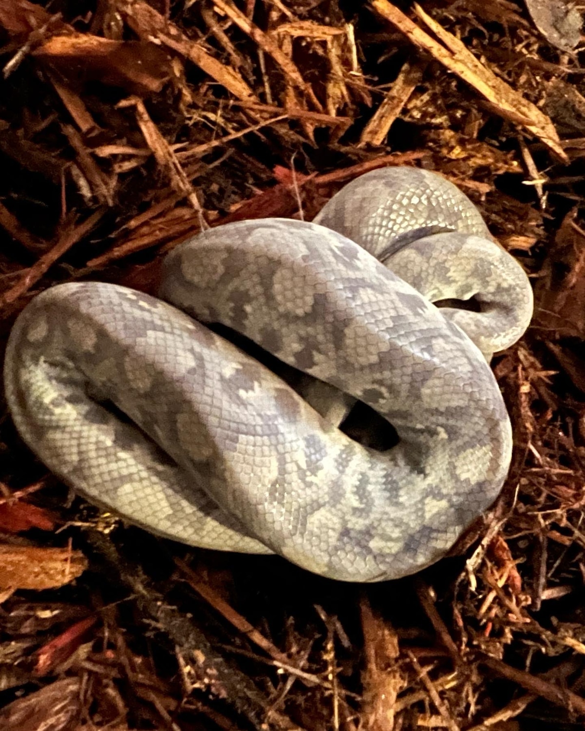 Anery 2021 Female CRB 625 Shipped Colombian Rainbow Boa by Voodoo