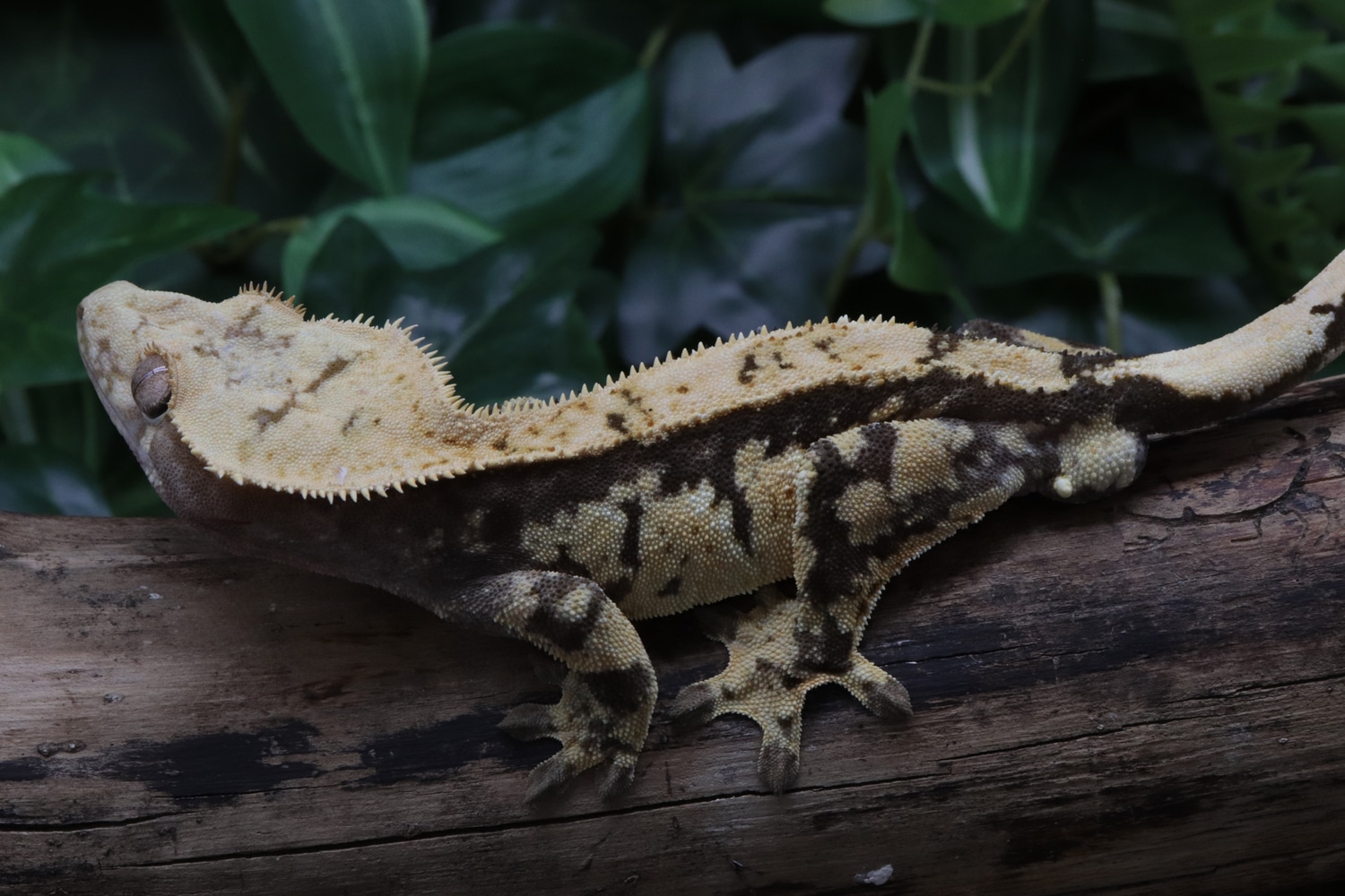 Harlequin Male Crested Gecko by Mr.Reptile - MorphMarket
