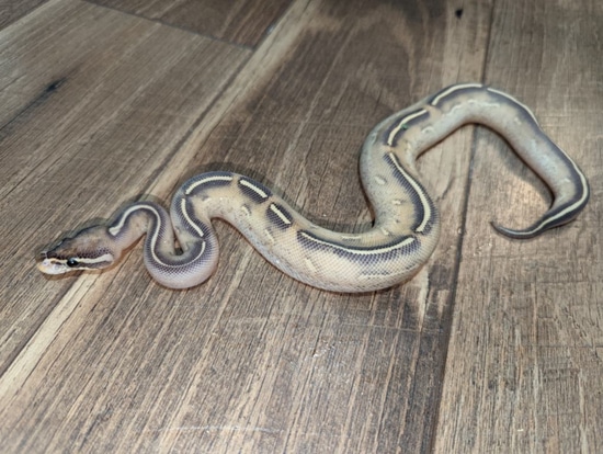 Highway Female Ball Python by Garden State Pet Center