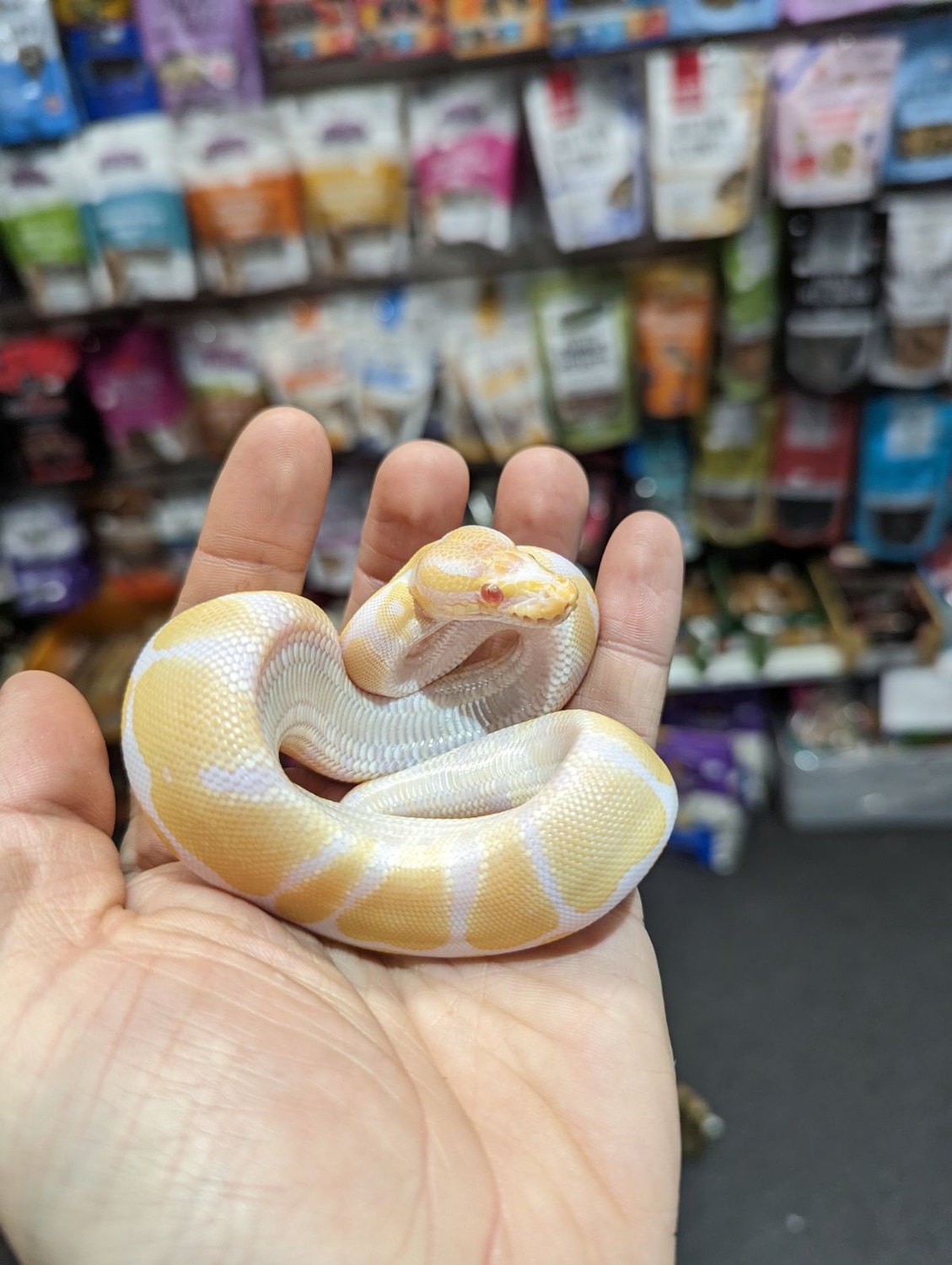 Albino Female Ball Python by Garden State Pet Center MorphMarket