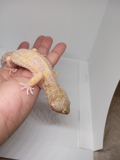 Mack Snow Raptor Leopard Gecko by Leos Unleashed