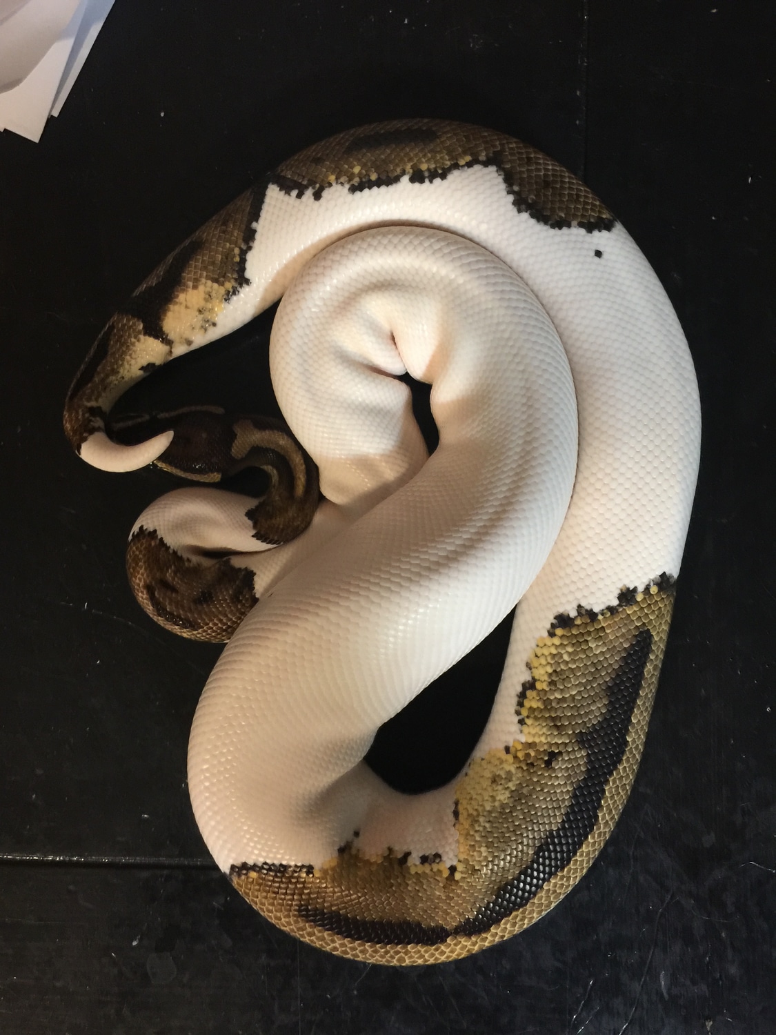 ***SALE***Emoji Pied Adult Female Ball Python by Kawaii Scale Babies ...