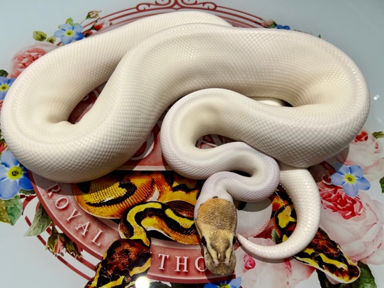Pair-special Fire Pied Ph Hypo & Enchi Pied UK ONLY Ball Python by VGM ...