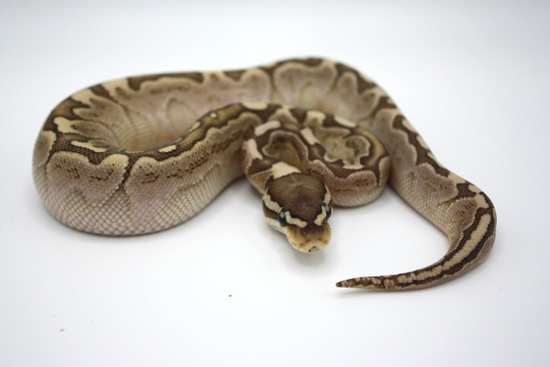 Bamboo Leopard Ball Python by RMLA Exotic Reptiles