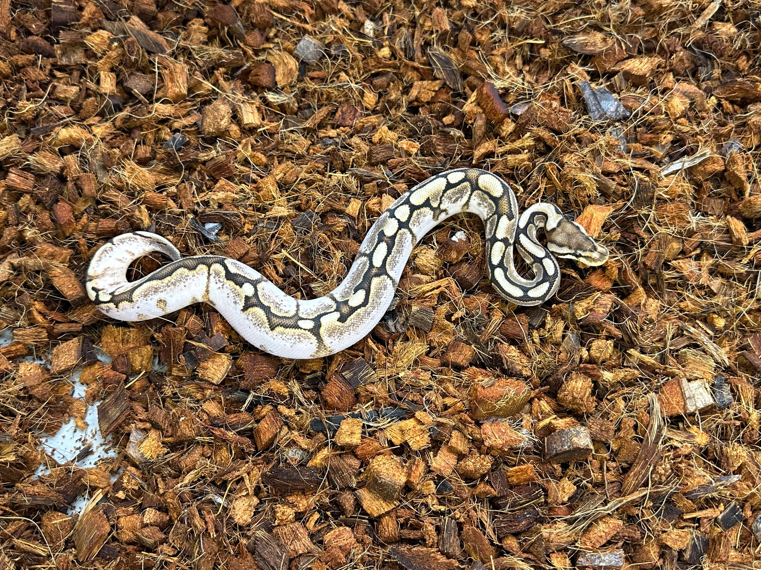 Spider Calico Cinnamon Ball Python by Wages Reptiles - MorphMarket