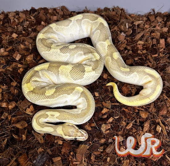 Fire Lesser Enchi Het Hypo Ball Python by Wages Reptiles