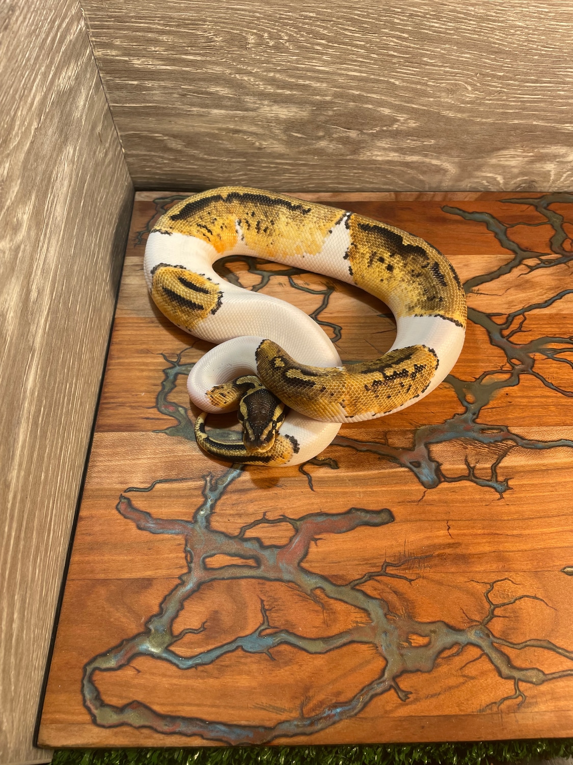 Pastel Pied Ball Python by Wagyu Rats…and snakes MorphMarket