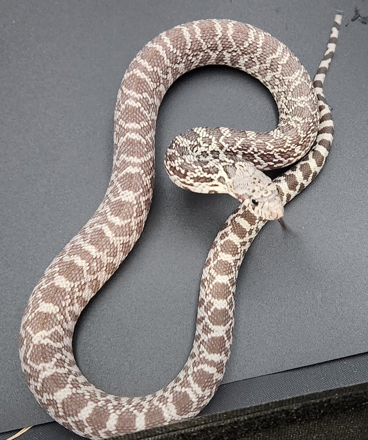 Ghost (Trumbower/Ballum) Bullsnake by Wis Rapids Bulls - MorphMarket