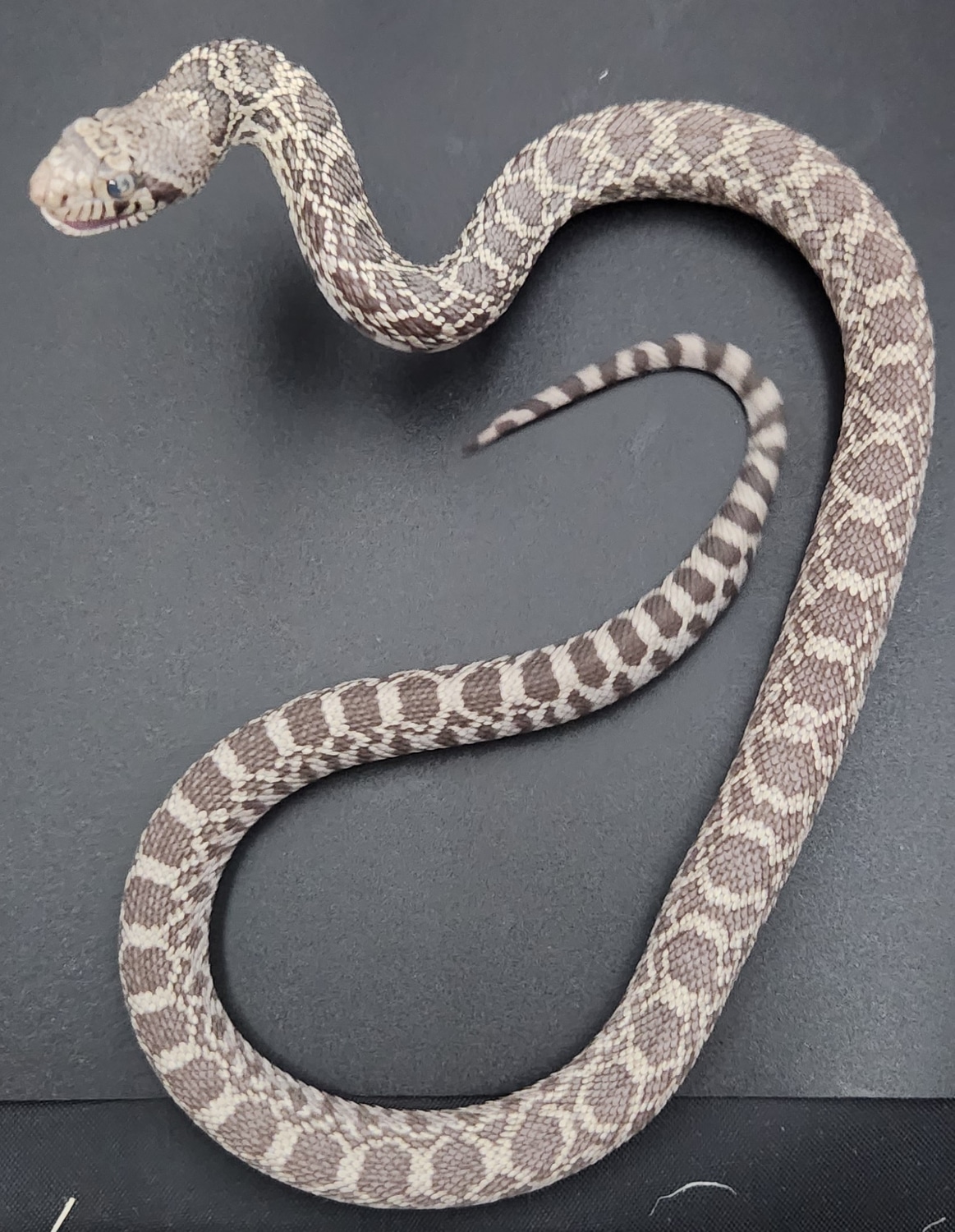 Ghost Bullsnake (Trumbower/Ballum) by Wis Rapids Bulls MorphMarket