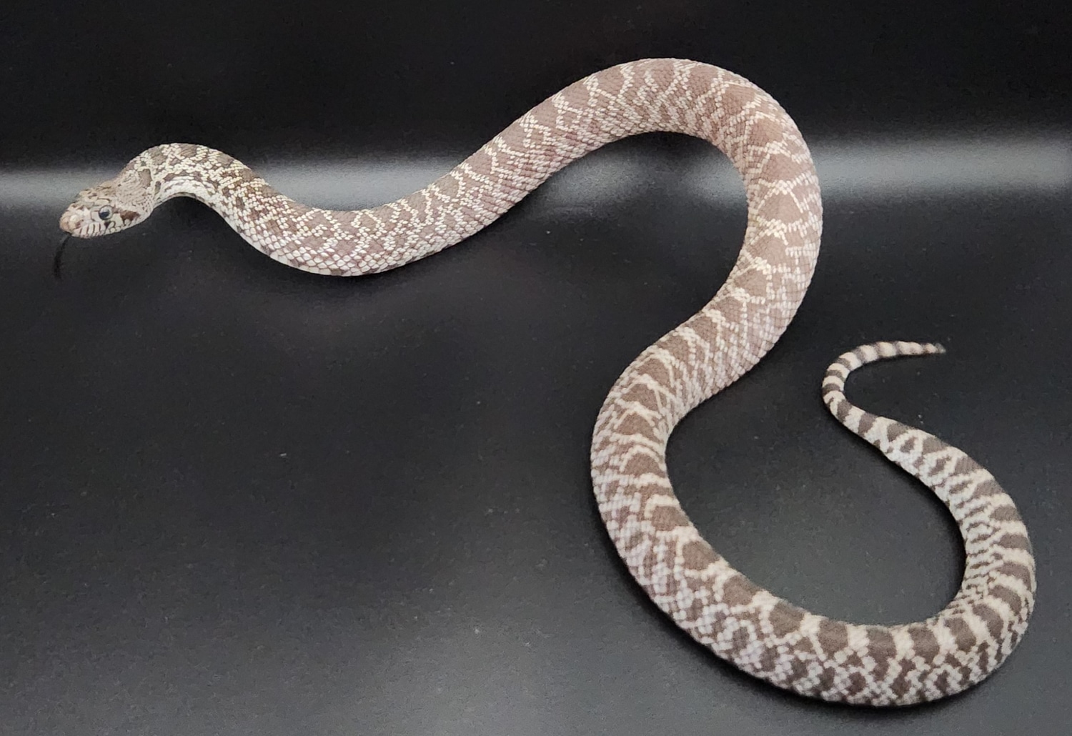 Ghost (Trumbower/Ballum) Bullsnake by Wis Rapids Bulls MorphMarket