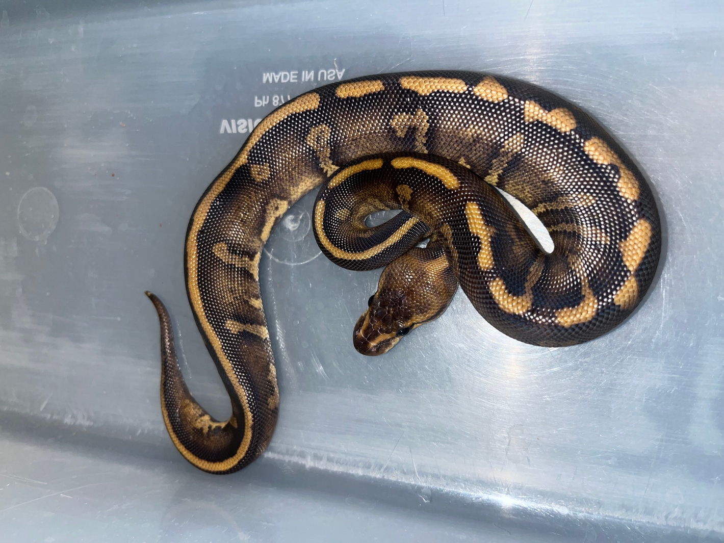 Super Chocolate Leopard Het Desert Ghost 66% Het Hypo Ball