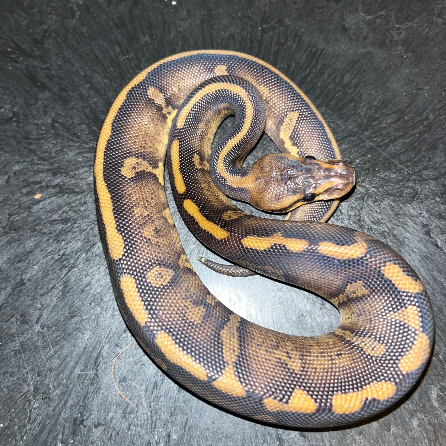 Super Chocolate Leopard Het Desert Ghost 66% Het Hypo Ball