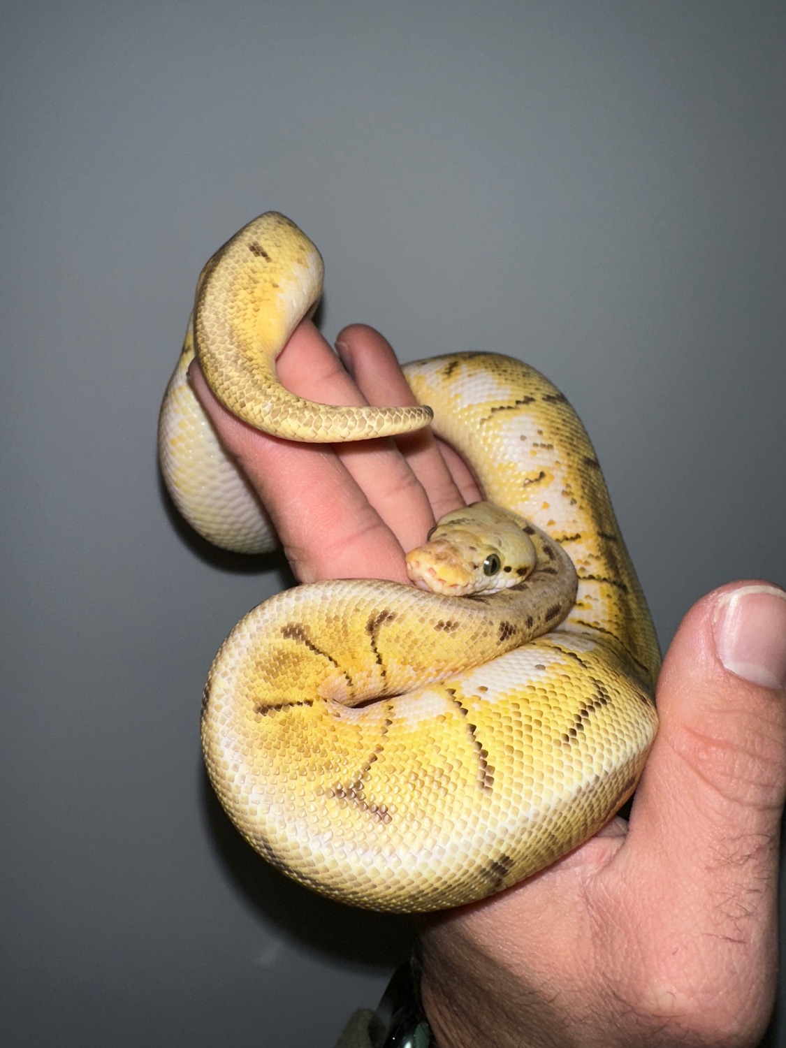 Spinner Blast Enchi Ball Python by Monarch Morphs - MorphMarket