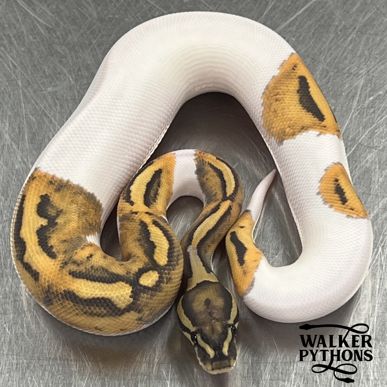 Crazy Colored Ghost Pied Ball Python by Walker Pythons - MorphMarket