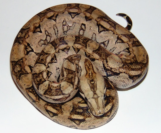 Tarahumara Dwarf Boa Constrictor by Wallflower Herpetoculture