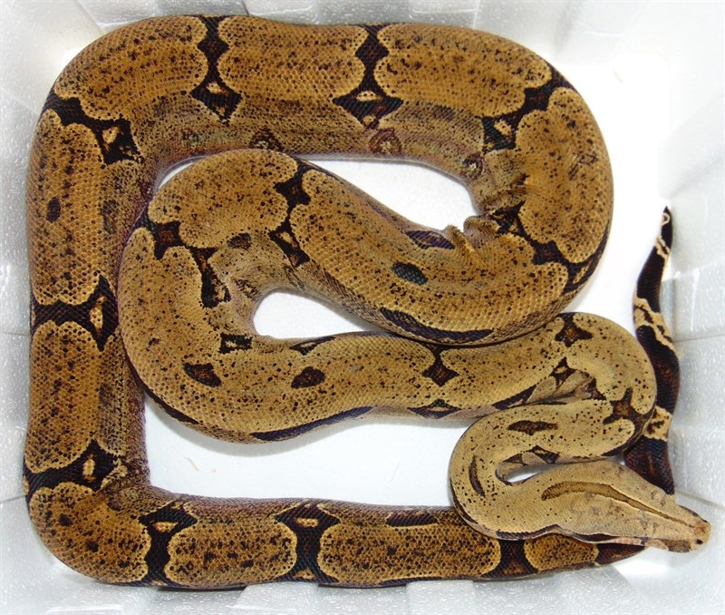 Amarali Shorttailed Boa Constrictor by Wallflower Herpetoculture