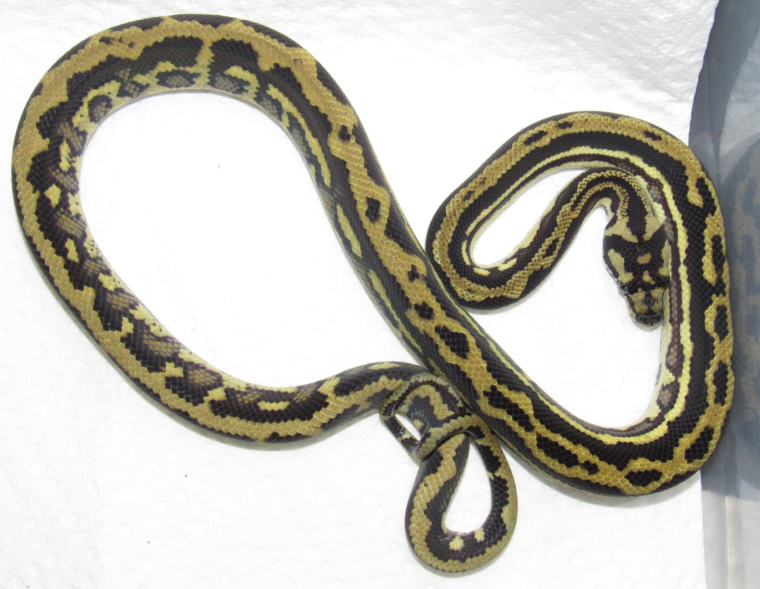 Striped IJ Coastal Diamond Jungle Carpet Python by Wallflower ...