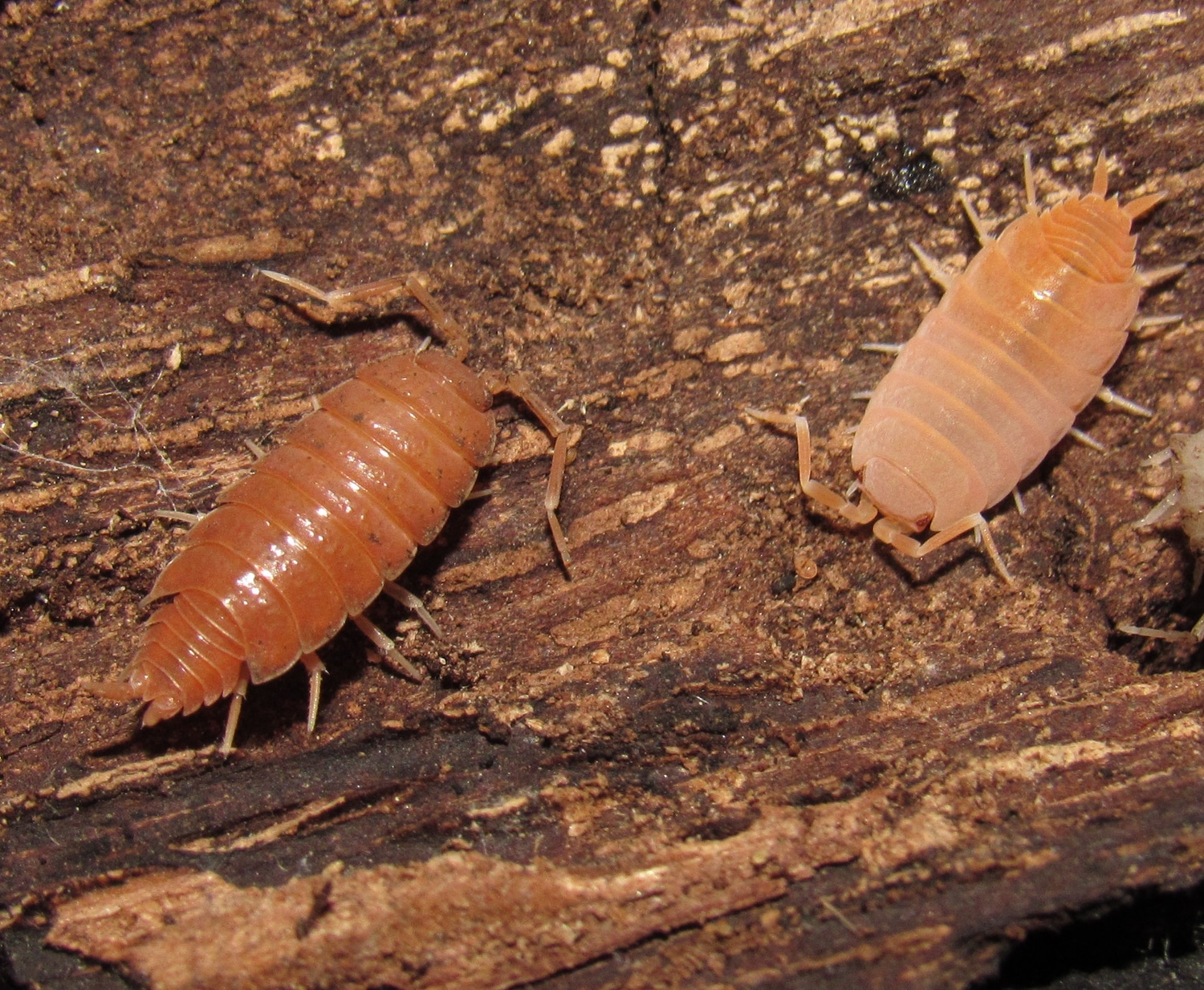 Powder Orange Isopod by Wallflower Herpetoculture MorphMarket