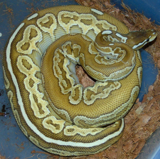 Huffen Ball Python Lesser HRA Huffman Ball Python by Wallflower Herpetoculture
