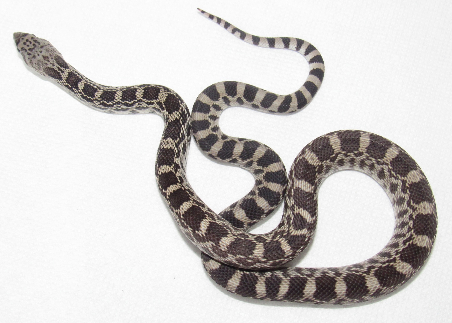 Miami Axanthic PH Ghost Bullsnake by Wallflower Herpetoculture