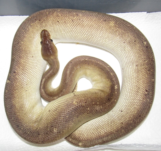 Lesser Black Pearl Ball Python by Wallflower Herpetoculture