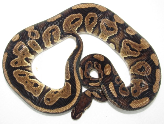 Huffen Ball Python Huffman Het Pied Ball Python by Wallflower Herpetoculture