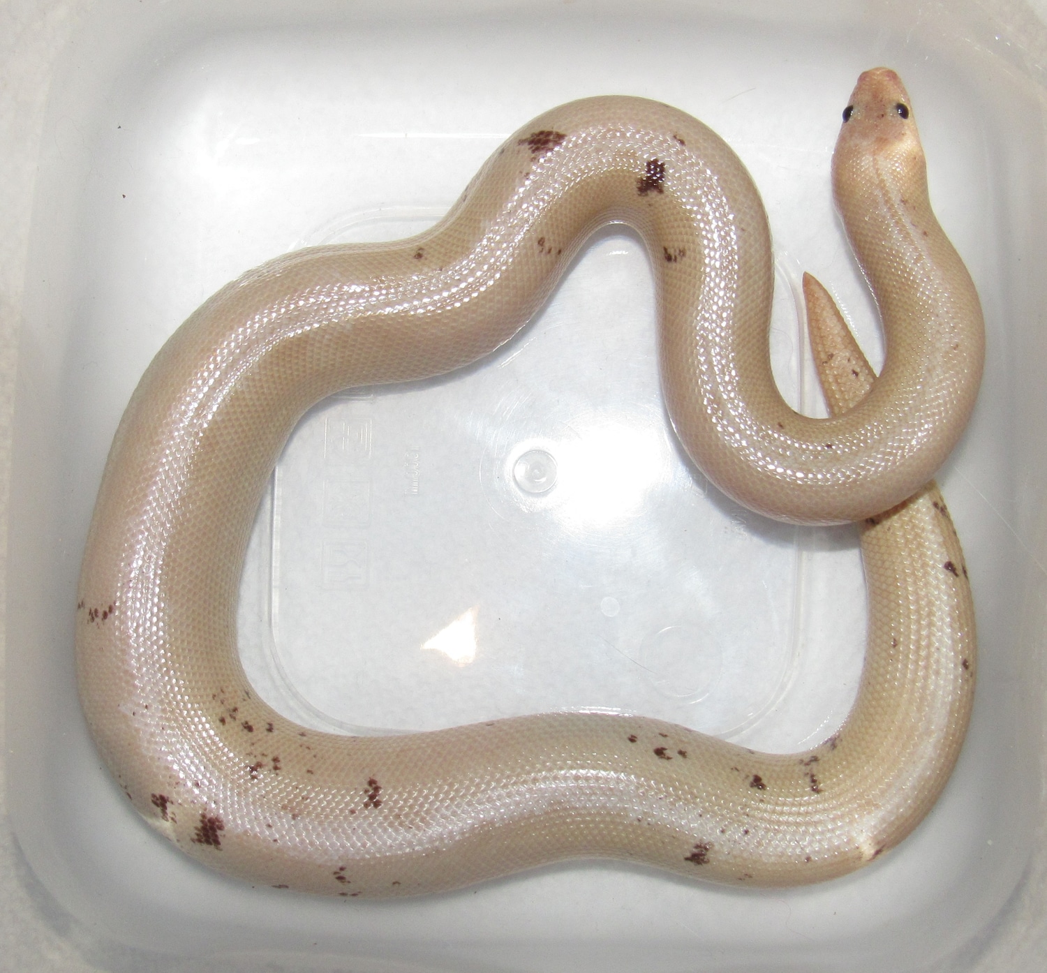 Paradox Snow Stripe Kenyan Sand Boa by Wallflower Herpetoculture