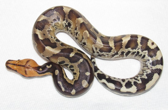 High Yellow Orangehead Sumatran Short-Tailed Python by Wallflower ...