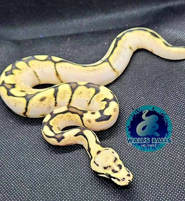 Calibee Ball Python by Wall's Balls and Exotics LLC - MorphMarket