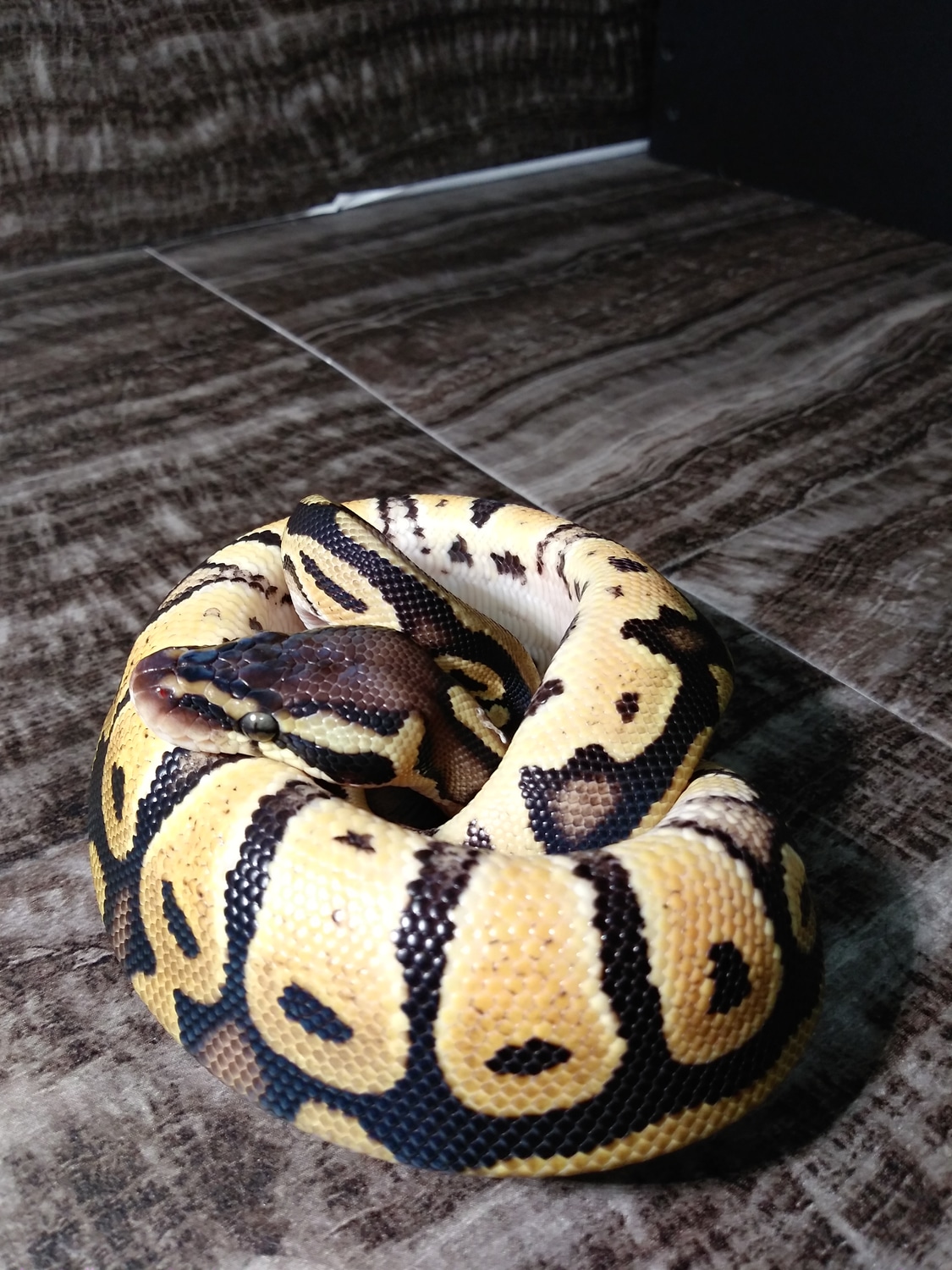 Pastel Sandblast 100 Het Pied 50 Het Lavender Ball Python by Paragon