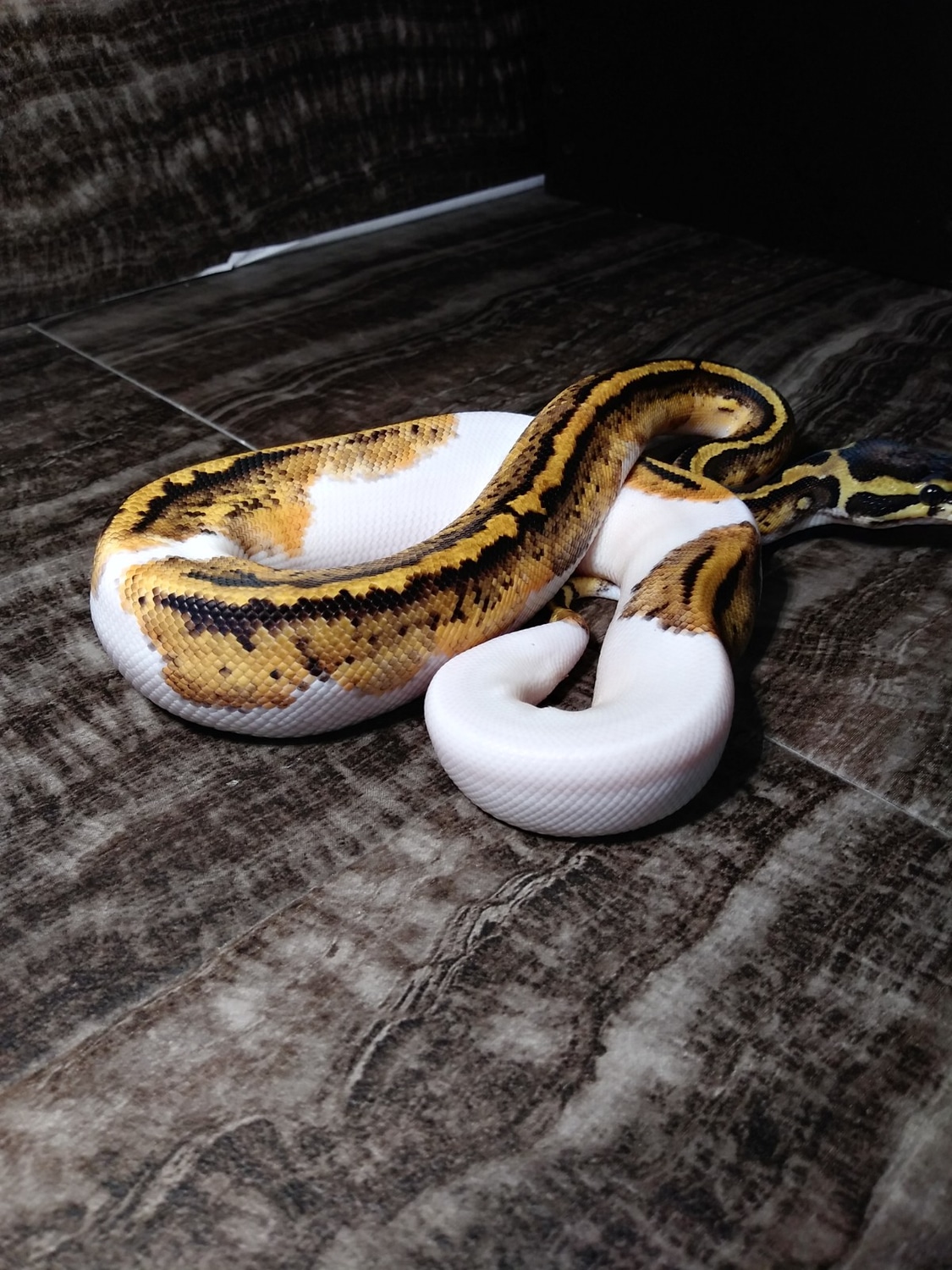 Pastel Sandblast Pied 50 Het Lavender Ball Python by Paragon Reptile