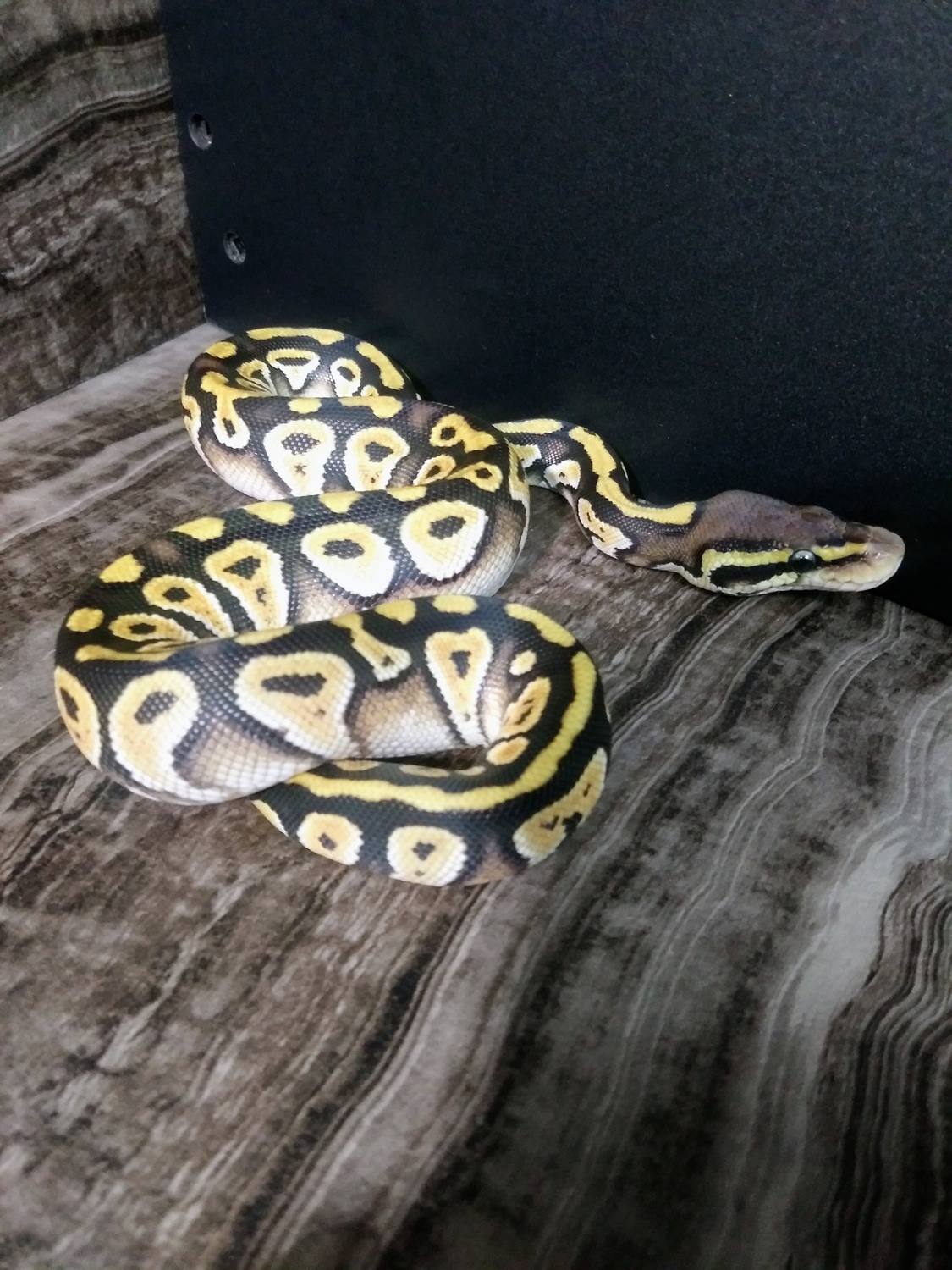 Granite Odium Pastel Mojave Ball Python by Paragon Reptile - MorphMarket