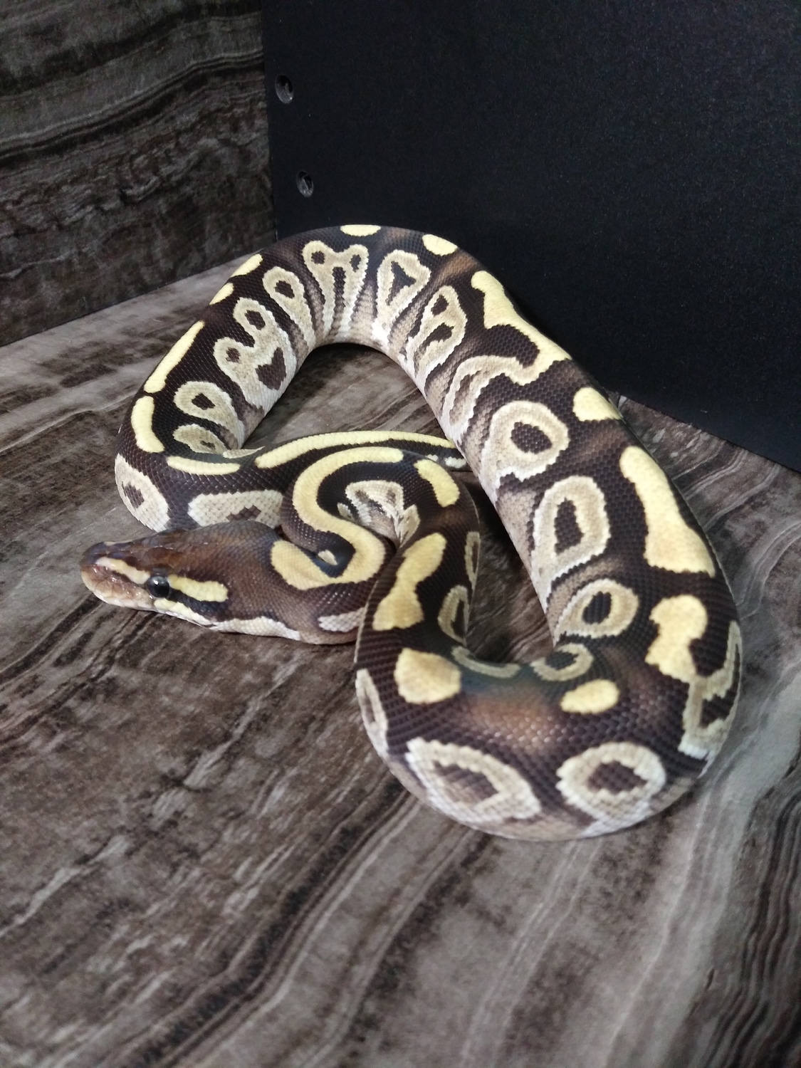 Mojave Fire Odium Ball Python by Paragon Reptile - MorphMarket