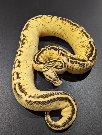 Python Cinnamon Freeway Pastel Freeway Ball Python by Mustang Ridge Exotics