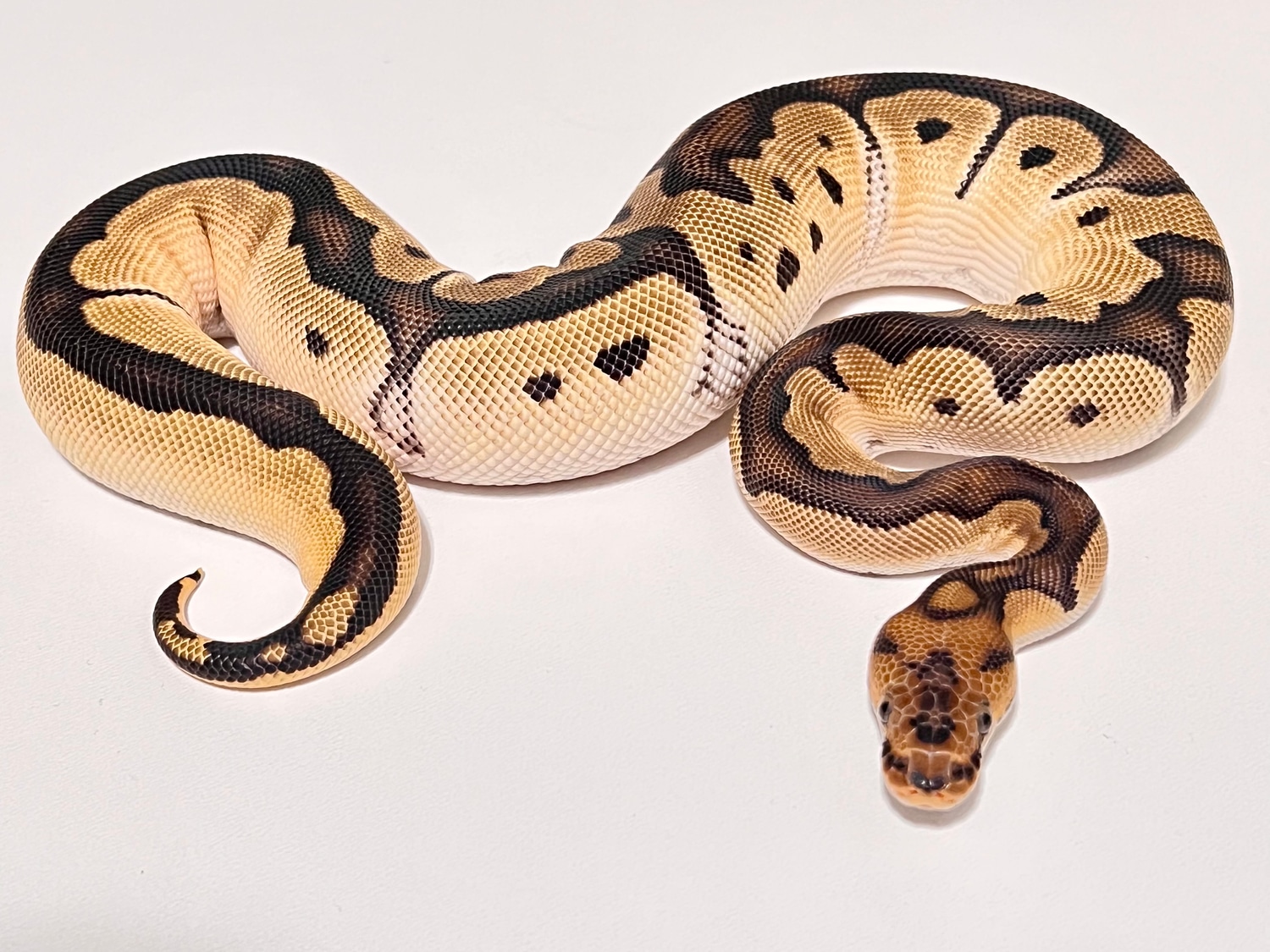 Orange Dream Clown Het Enhancer (Het Desert Ghost) Het Stripe