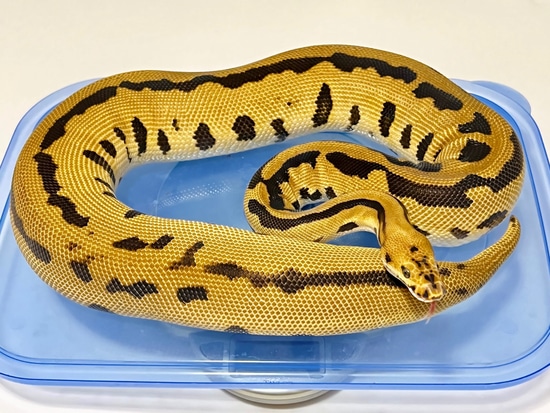 Batman Het Desert Ghost (Enhancer Line) Het Genetic Stripe Ball Python ...