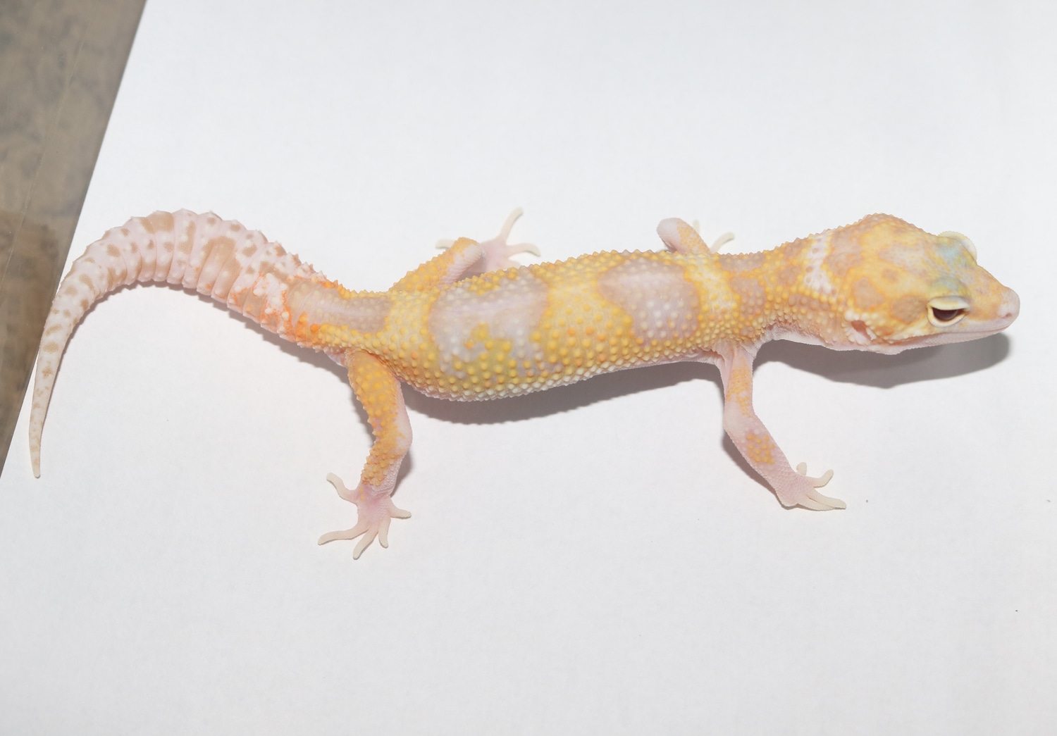 Mac Snow Raptor Leopard Gecko by Wards World Of Reptile Propagation ...