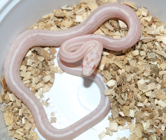 Pink Coral Salmon Snow Tessera Corn Snake by Wards World Of Reptile ...