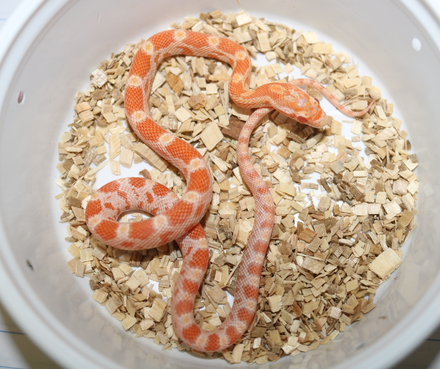 Creamsicle Het Stripe Corn Snake by Wards World Of Reptile Propagation ...