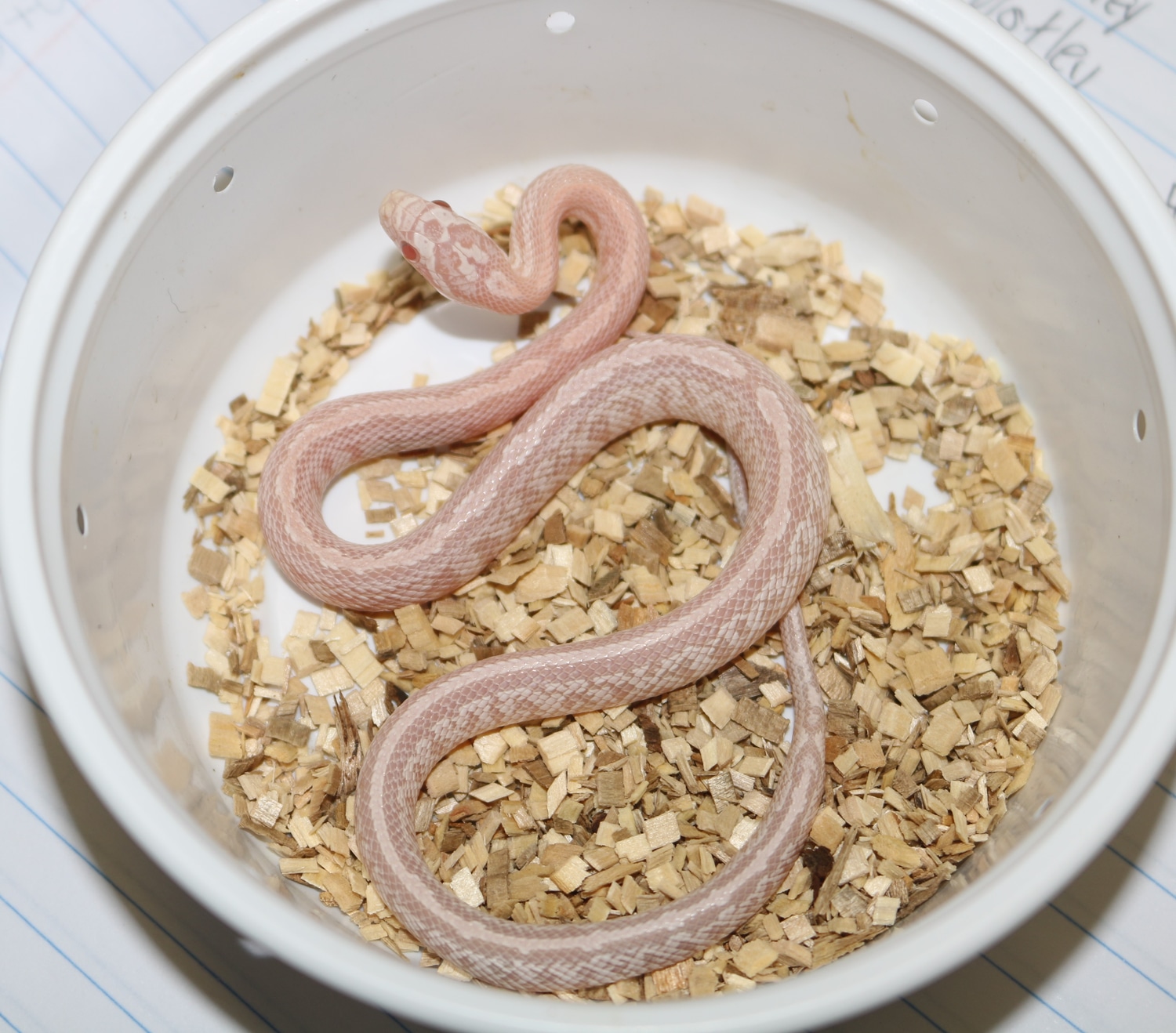 Pink Coral Snow Tessera Corn Snake by Wards World Of Reptile ...