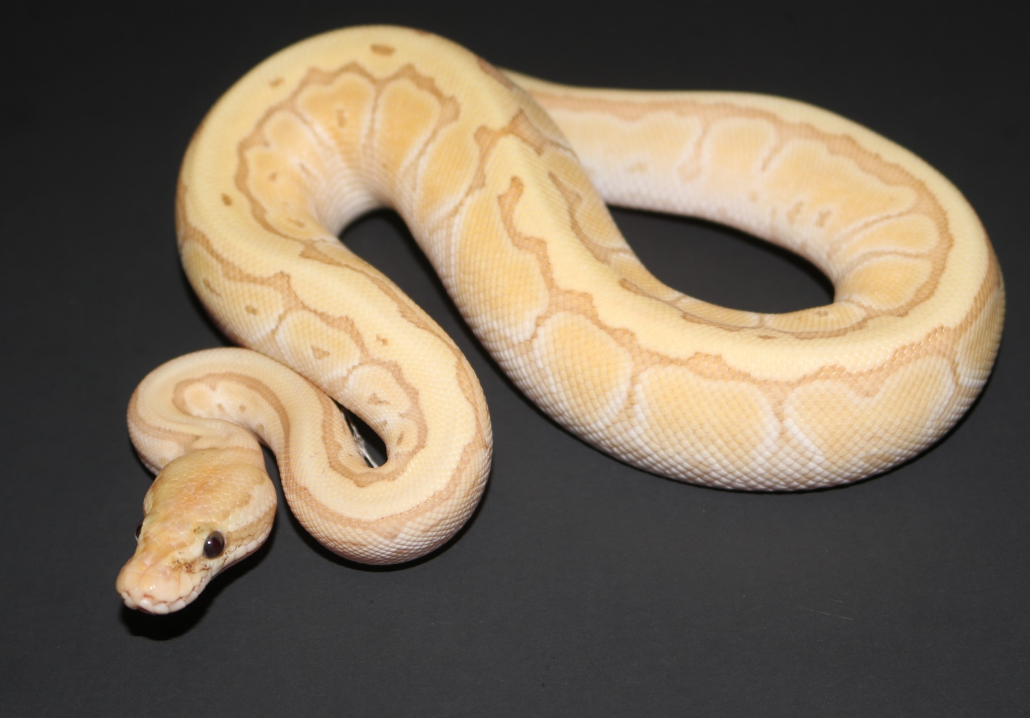 Banana Kingpin Ball Python by Wards World Of Reptile Propagation