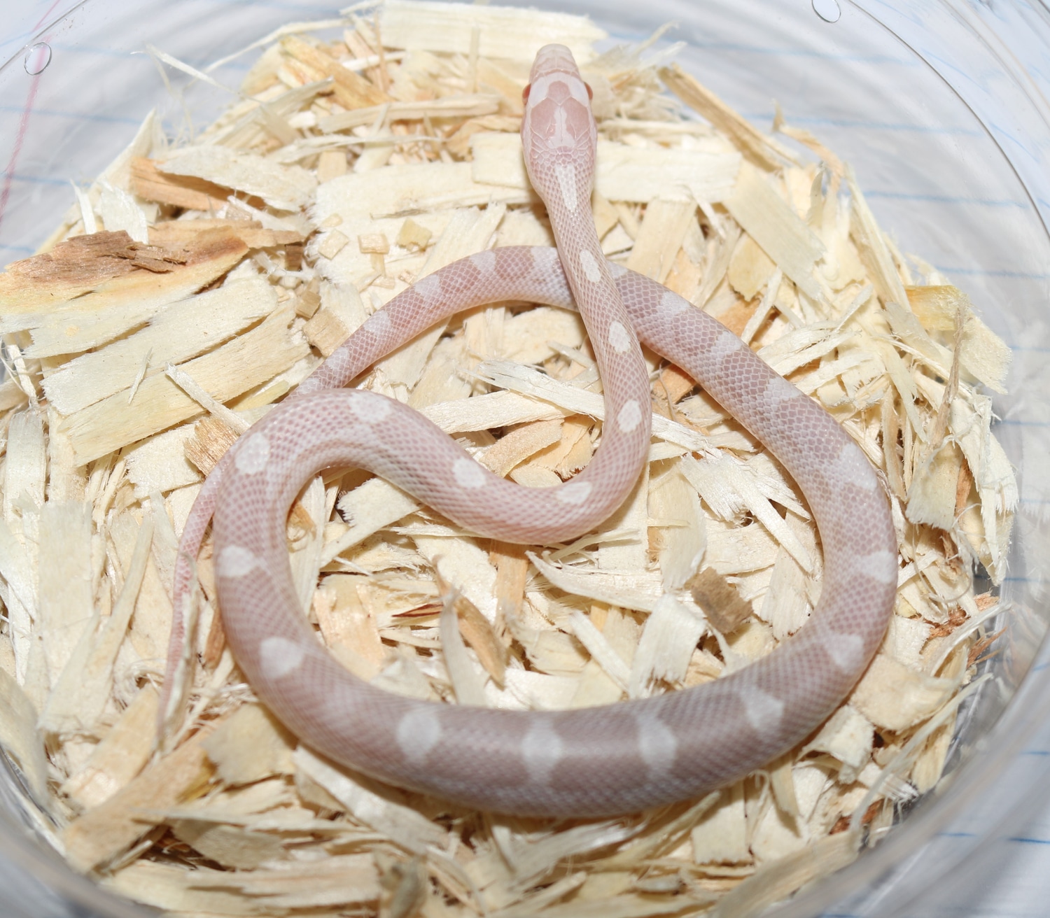 Motley Snow Het Scaleless Corn Snake by Wards World Of Reptile ...