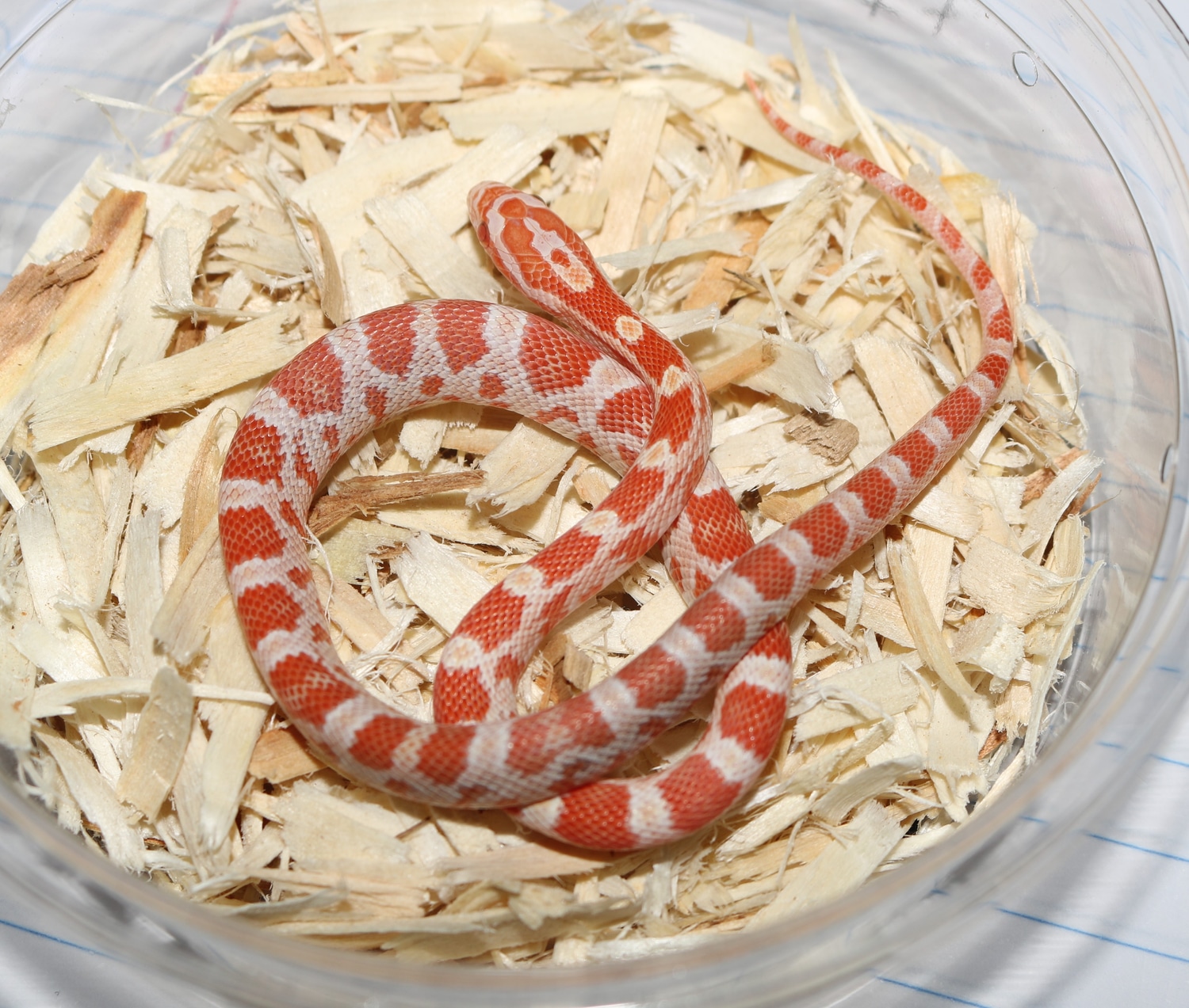 Albino Het Caramel Palmetto Corn Snake by Wards World Of Reptile