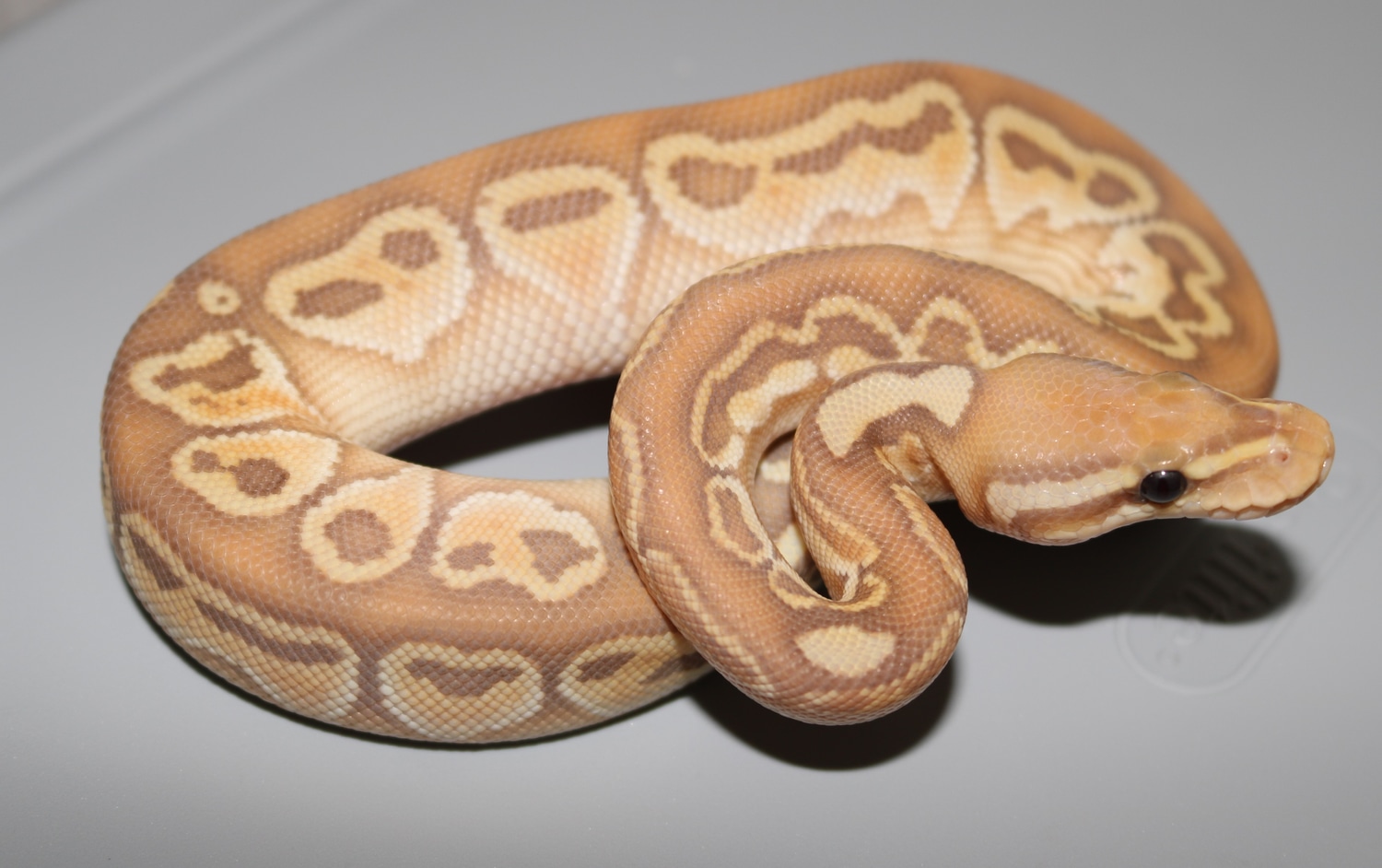 Banana Lesser Het Red Axanthic Ball Python by Wards World Of Reptile Propagation MorphMarket